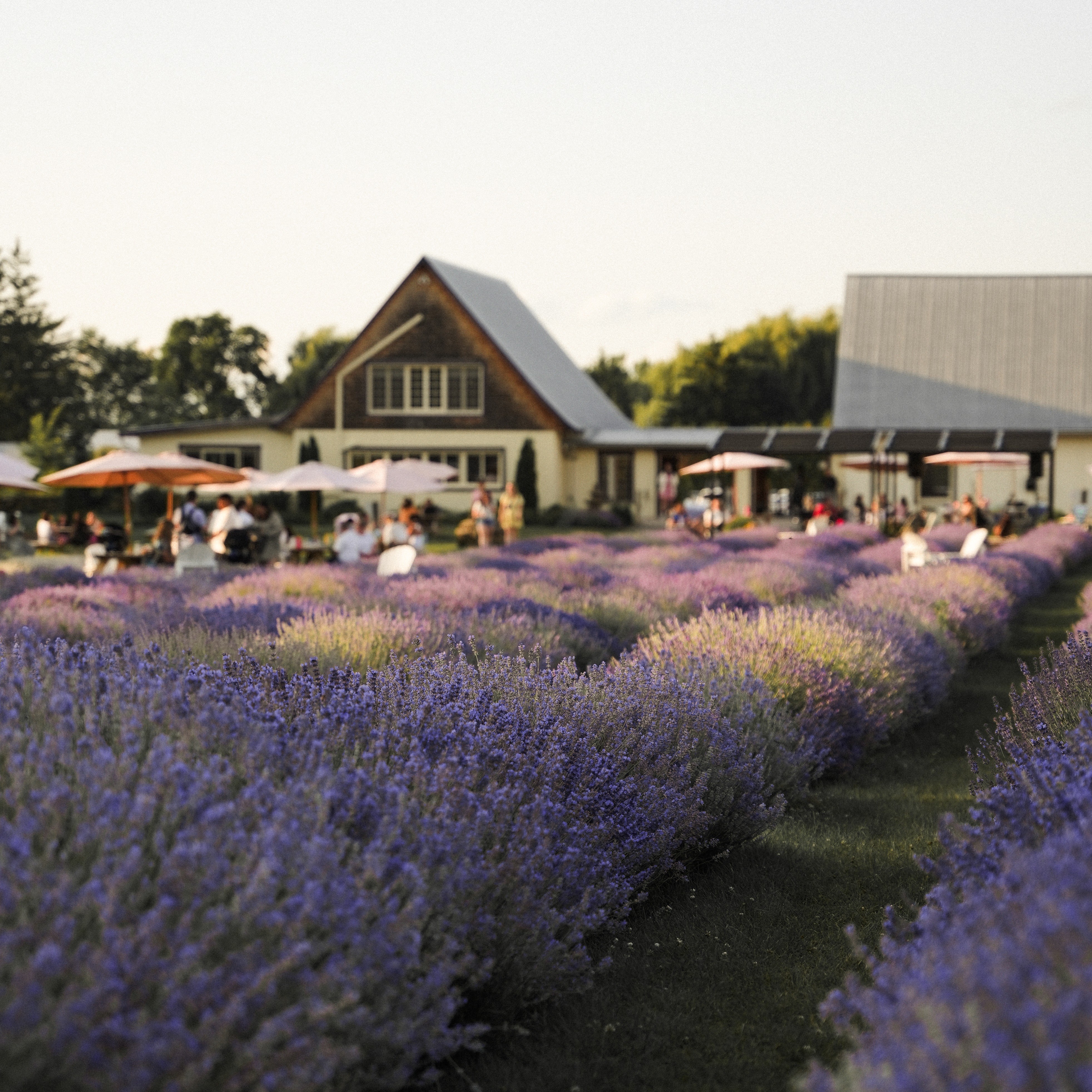 La floraison à La Maison Lavande