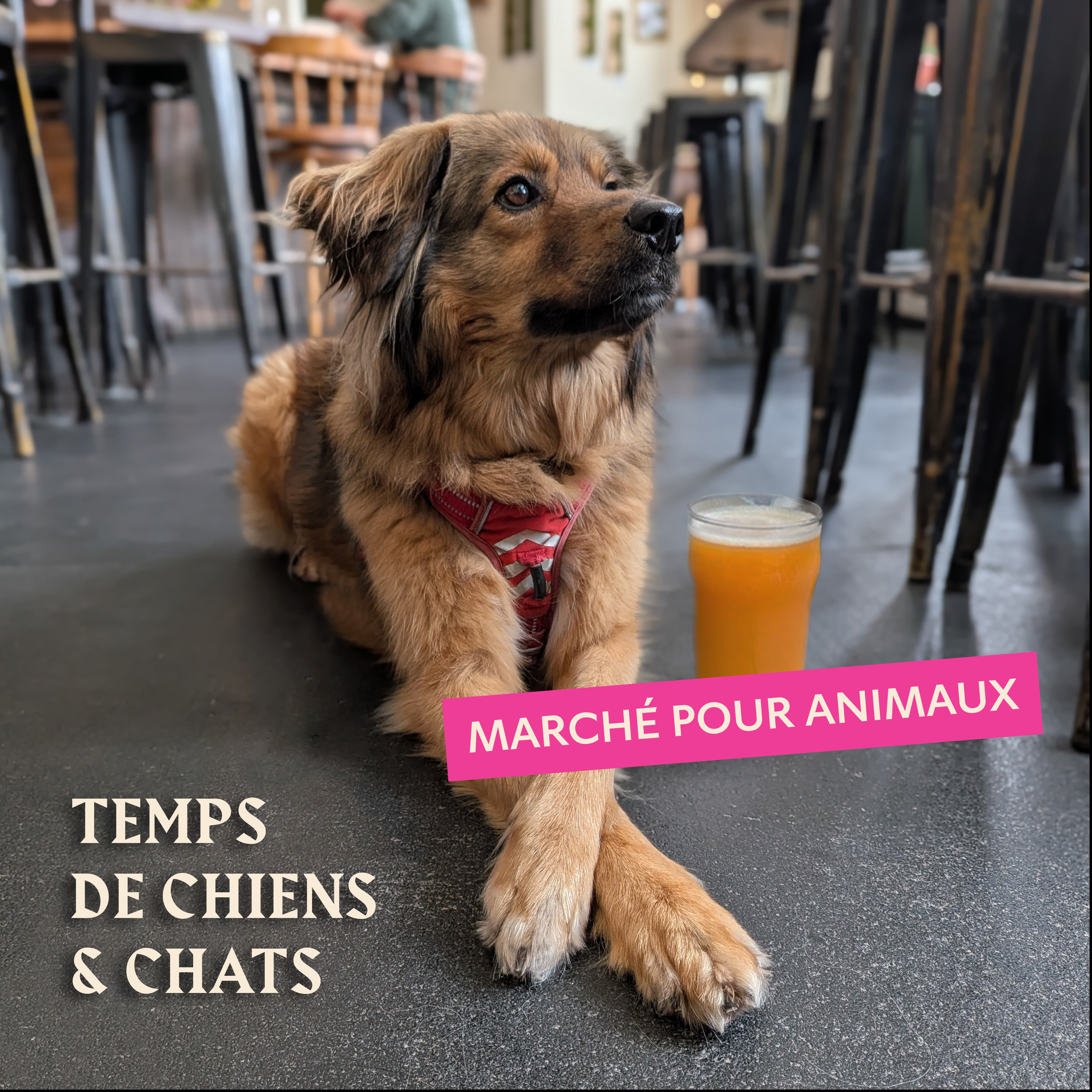 Temps de chiens & chats - Marché pour animaux