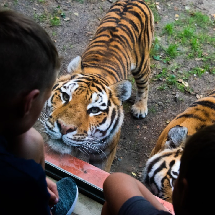 Visiter le Zoo Sauvage de Saint-Félicien