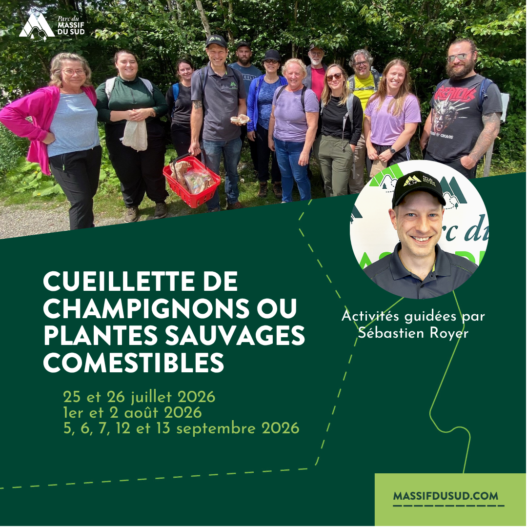 Cueillette de champignons ou plantes sauvages comestibles