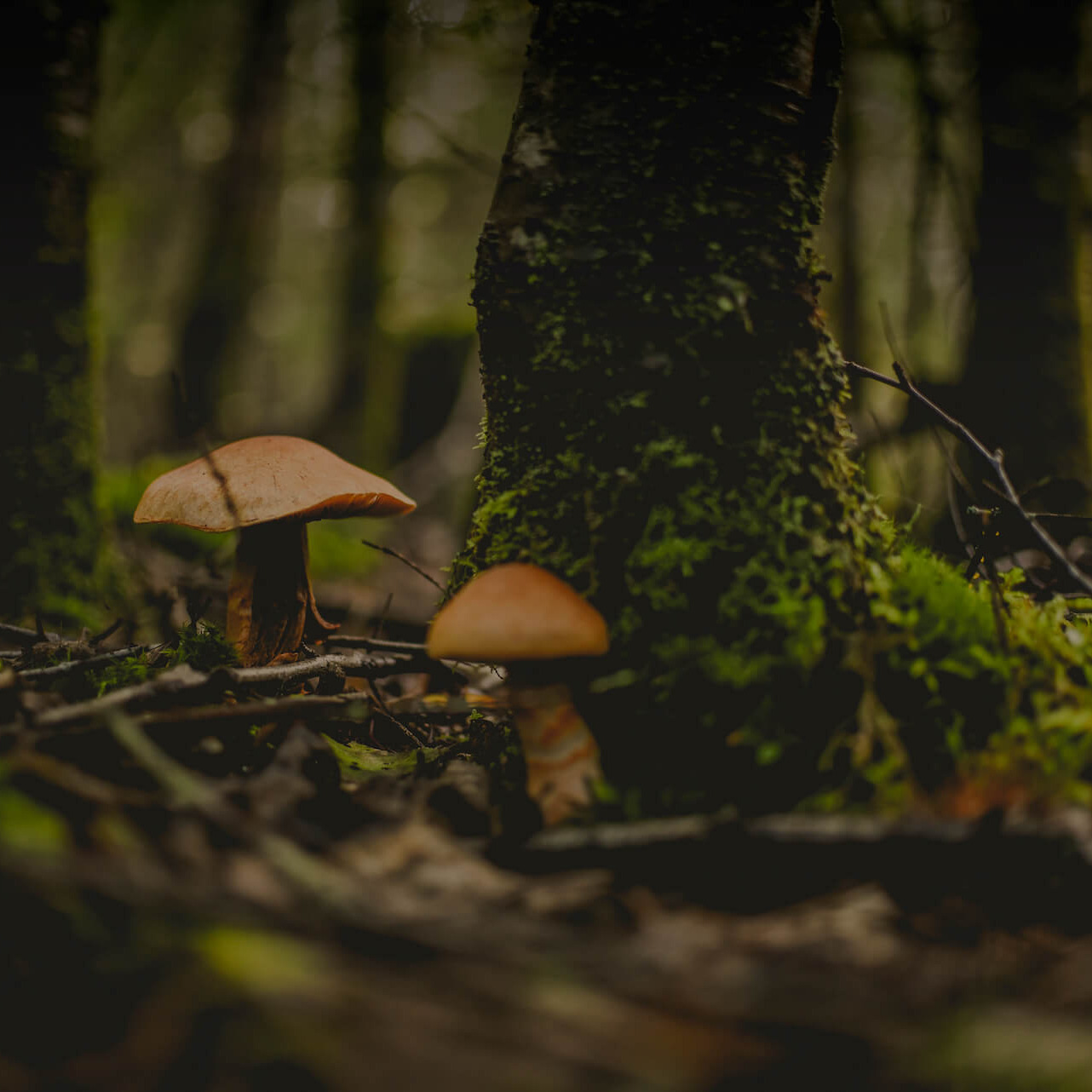 Wild Mushroom Festival