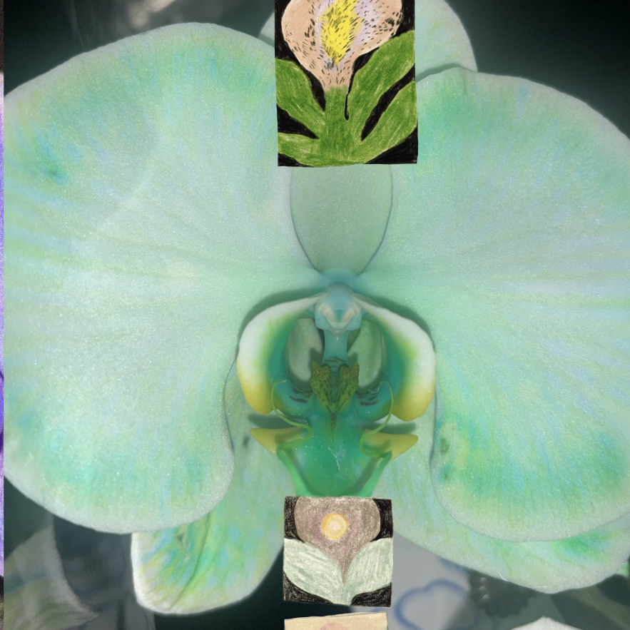 Exposition L’orchidée par Léanne Lefebvre