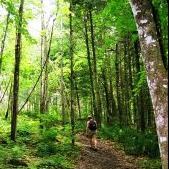 Atelier d'identification des géants de la forêt
