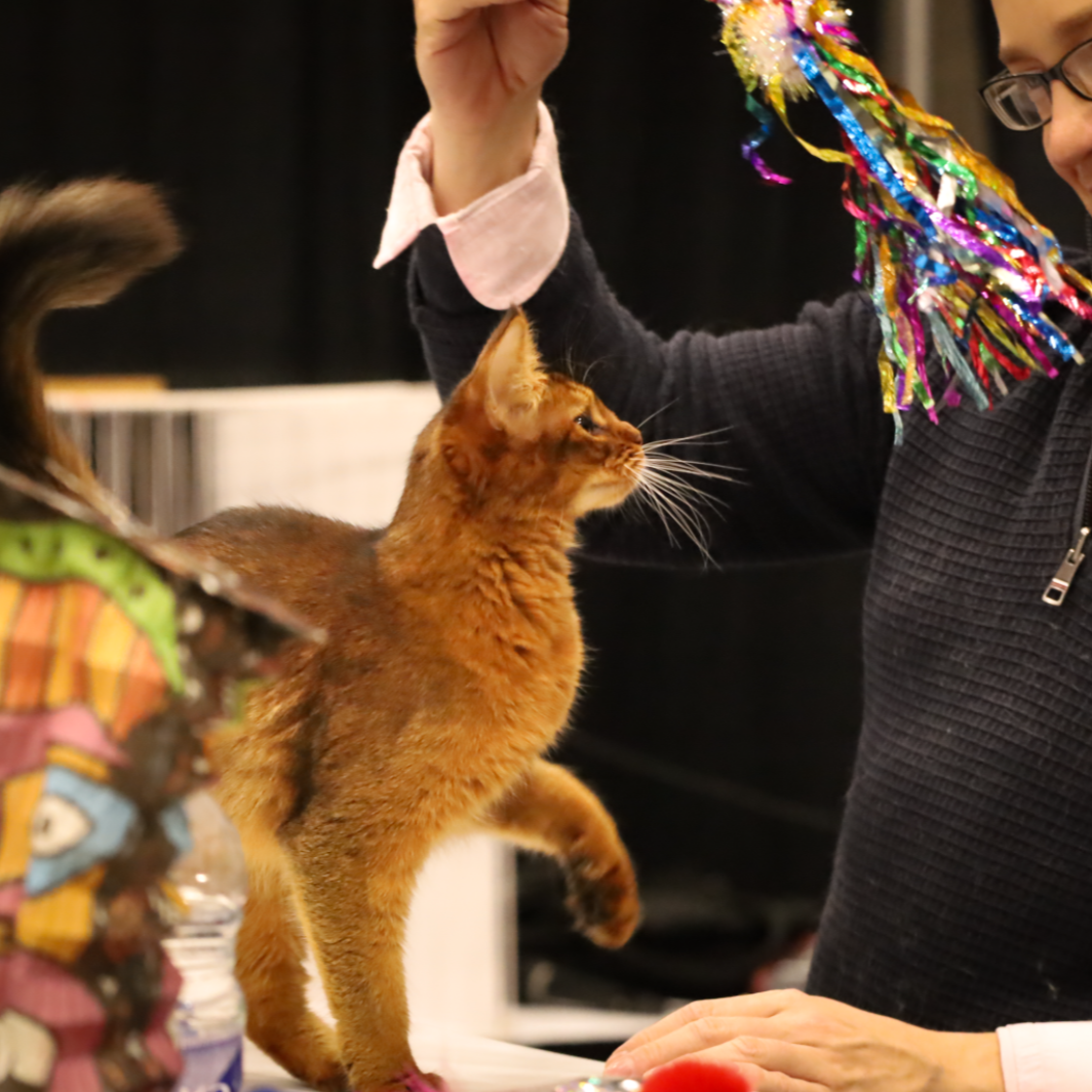 Salon National des animaux de compagnie