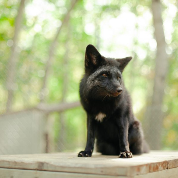 Musée de la Biodiversité du Québec